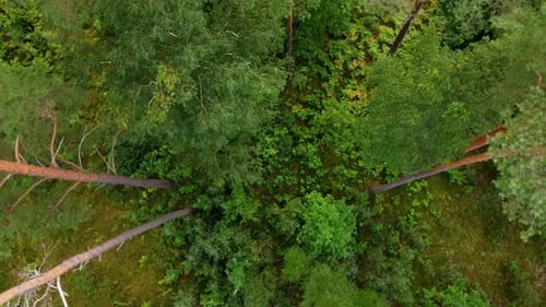 Green vibrant forest, aerial top down spin view