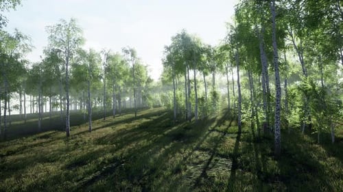 White Birch Grove in Spring