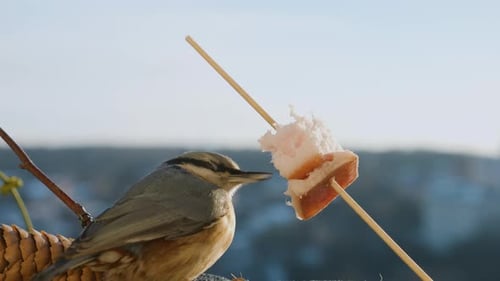 Close Up of Bird Eating Food on Stick