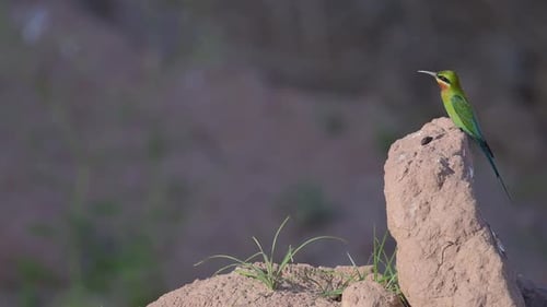 Blue Tailed Bee Eater Taking off