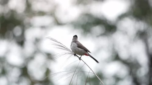 Rußköpfiger Bulbulvogel auf Gras mit Bokeh-Hintergrund und Fly Away