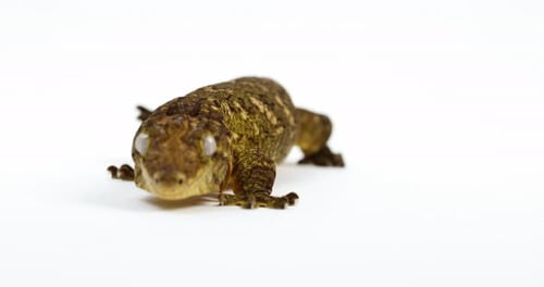 Tokay gecko walks towards camera isolated on white background - medium shot
