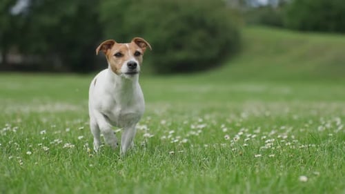 Portrait of Jack Russell Terrier Dog on Vibrant Green Grass Background
