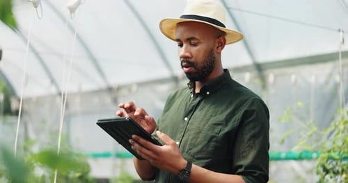 Man Uses Tablet in Sunny Greenhouse