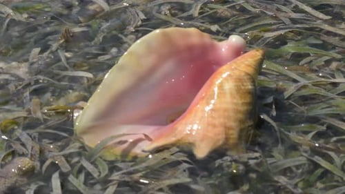 Gros plan d'une coquille de conque brillante dans des algues marines sous une eau claire, la lumière du soleil se reflétant sur la surface