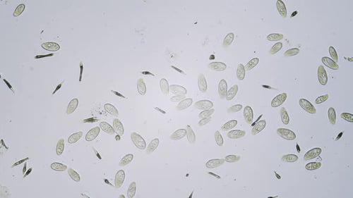 Organismos unicelulares protozoarios en campo brillante microscópico
