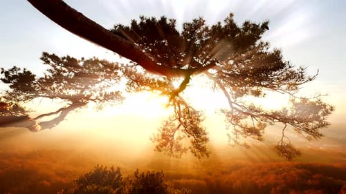 A Lone Tree Against the Beautiful Backdrop of the Autumn Sky