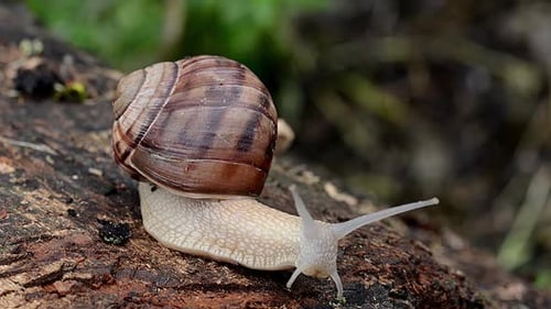 Big slimy brown snail crawling on wet wood in forest.