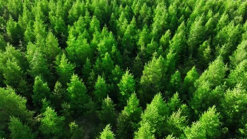 Coniferous Forest Summer Scenic Landscape Aerial View Drone Over Pine Trees