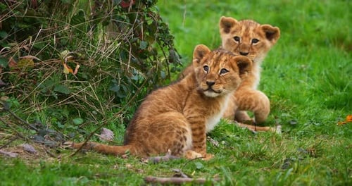 Afrikanischer Löwe, Panthera Leo, Jungtier, Echtzeit 4K