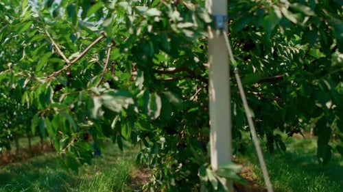 Female farmer controls cultivation process inspecting tree growth on plantation