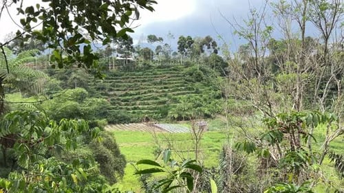 rice field view