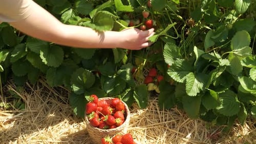 Close Up of Farmer Girl's Hand Picks a Crop of Red Strawberries on the Field
