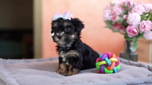 Tiny Puppy with Lavender Bow Sits on Bed