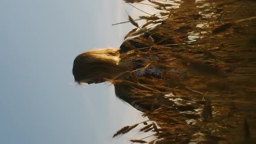 Vertical Concept of freedom woman enjoying nature and sunlight in wheat field
