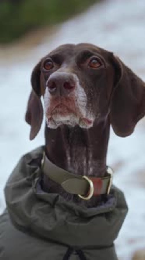 A Closeup Portrait of a Kurtzhaar Dog Walking in a Wild Winter Forest