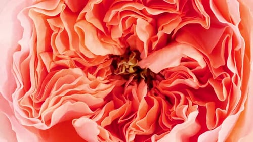 Close Up of Orange Flower Petals