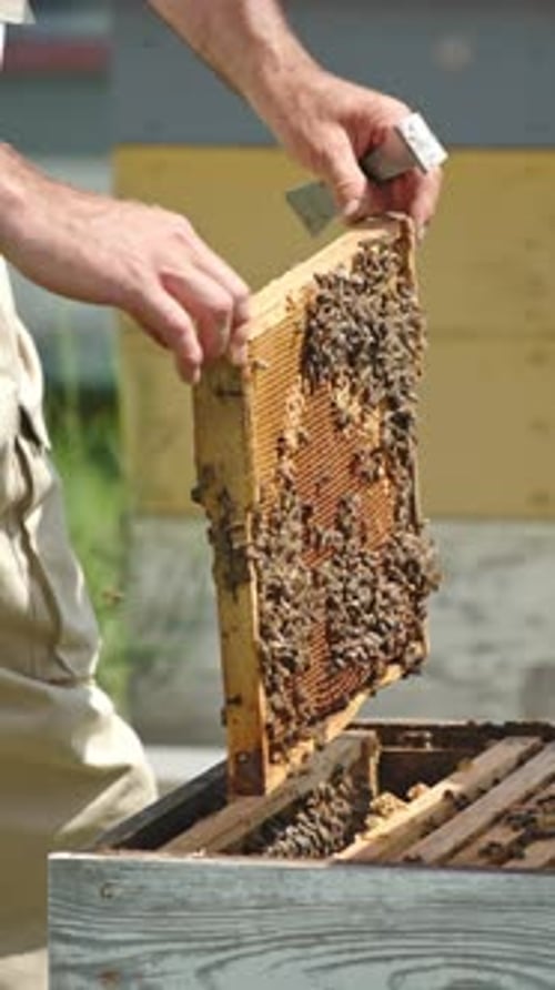 Beekeeper Inspecting Honeycomb Frame Full of Bees