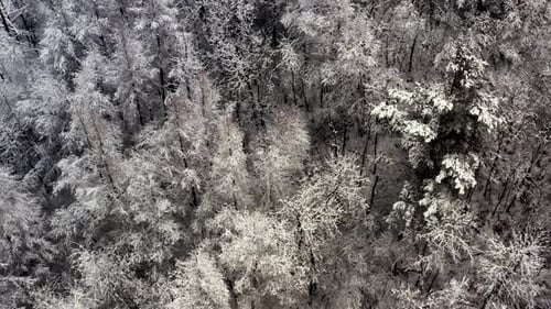 A snowy forest floor from above. Aerial dolly pan up.