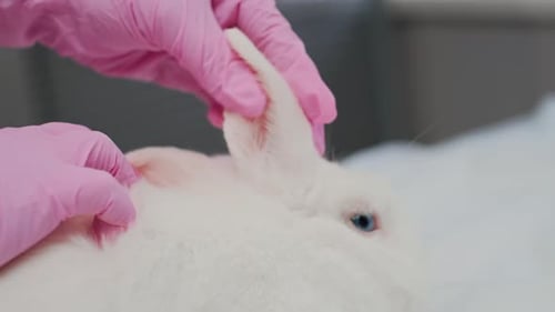 Vet Examining Ears of Domestic White Rabbit in Clinic