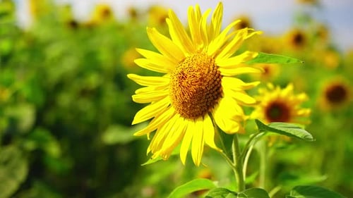 Leuchtend gelbe Sonnenblumenköpfe bewegen sich im warmen Sommerwind Zeitlupe