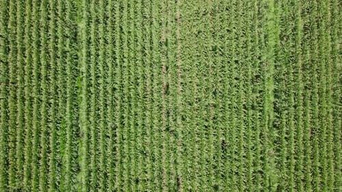 Large mature Corn field, Top down aerial footage.