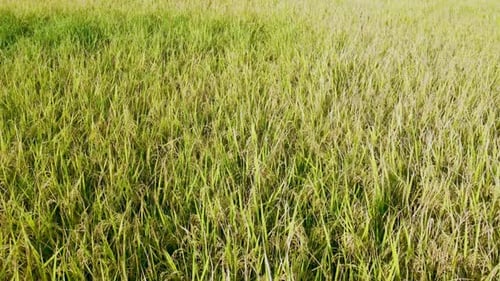 Low angle aerial view of green rice paddy meadow during sunset, revealing beautiful landscape under
