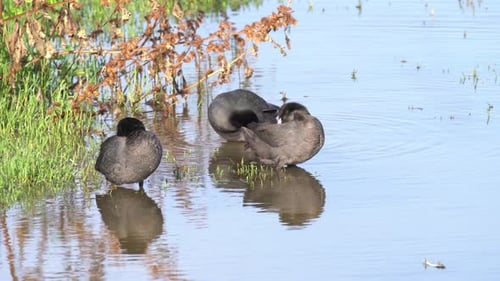 Eurasian Coot