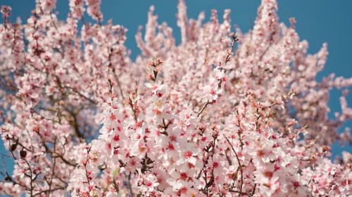 Spring Flowering of Almond Trees with Beautiful Pink Flowers with a Nectar File for Bees