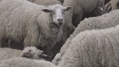 Close up shot of flock of sheep grazing in the green meadow.