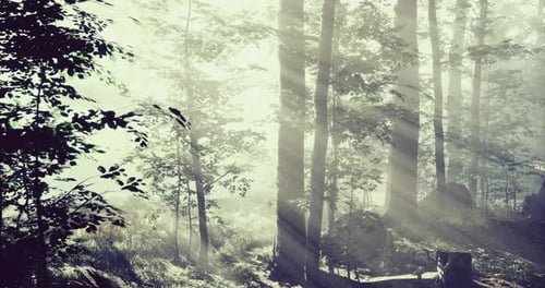 Sunlight Filtering Through Mist in a Serene Forest During Early Morning