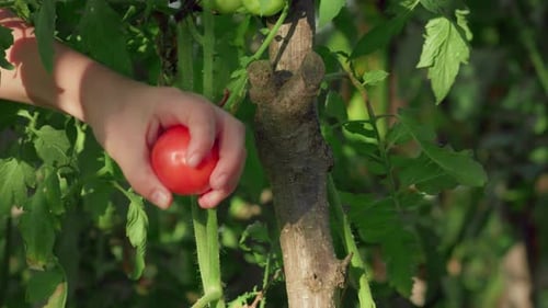 Reife und gelbe Tomaten von Hand pflücken 4K
