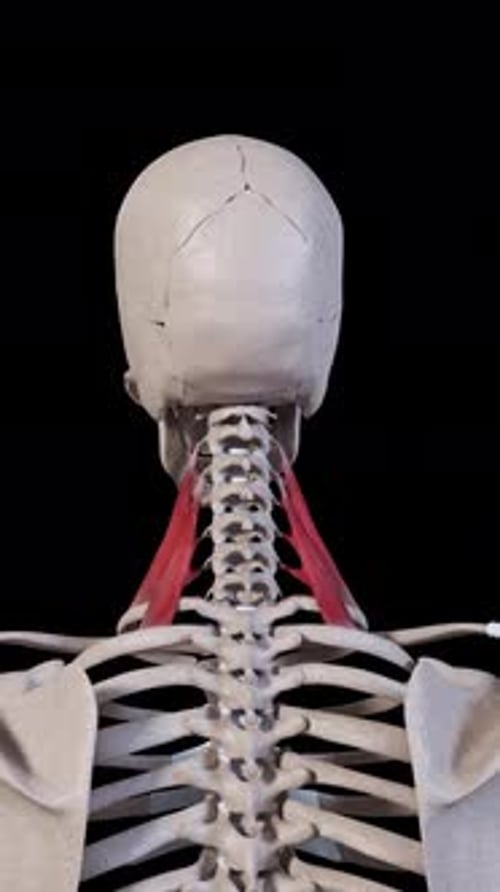 Scalene Muscle Movement Back View Vertical Video