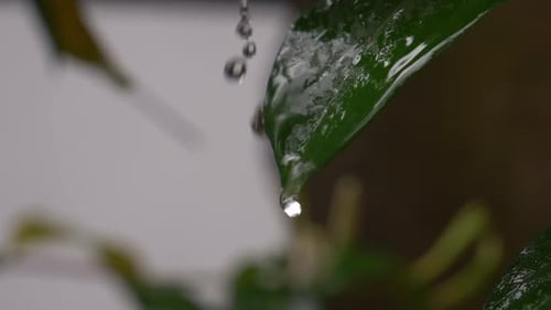 Water drops on leaf