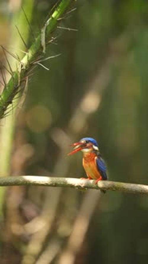 Colorful Kingfisher Perched on Branch Eating Fish