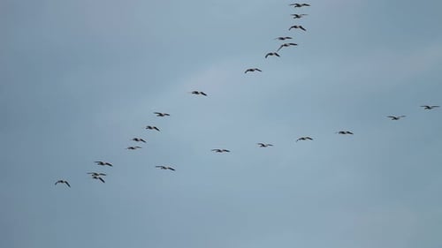 Flock of Birds Flying in Formation