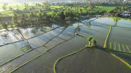 Aerial Sunrise over Sumbawa Rice Field