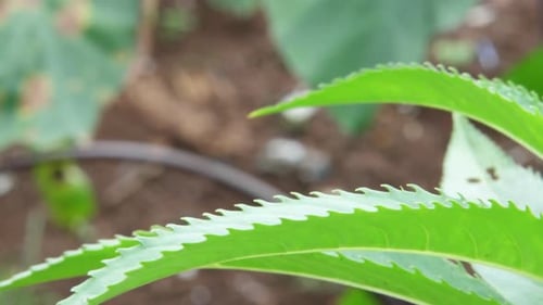 close up of jagged green leaves blown by a gentle breeze