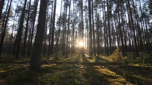 Sunny Morning in Pine Forest Camera Moving Low Between Trees