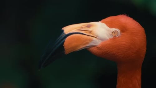 Nahaufnahme eines bunten orangefarbenen Flamingos vor dunkelgrünem Hintergrund