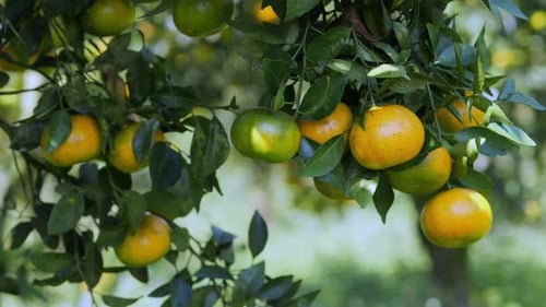 Ripe Oranges Growing on Orange Tree Closeup