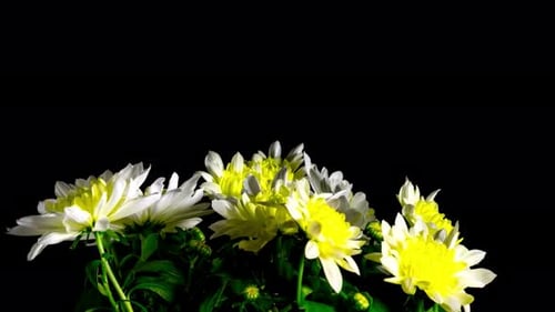 Blooming White and Yellow Chrysanthemum Flowers on Black