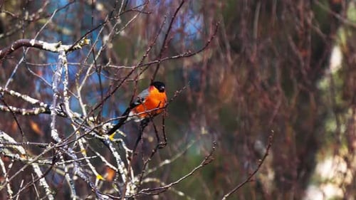 Netter, leuchtend rotbrüstiger Dompfaffenvogel, der Astknospen vom Baum frisst