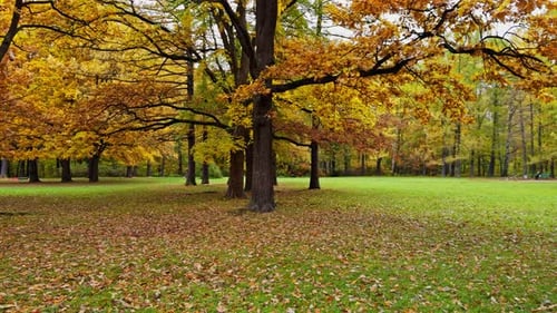 Hermoso paisaje de parque otoñal con árboles altos y coloridas hojas de color rojo anaranjado, vista tranquila, escena nublada
