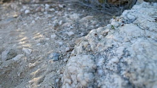 Kolonie roter Feuerameisen, die Blätter und Nahrung auf dem weißen Sandboden von Ariz tragen