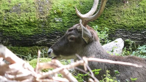 White Lipped Dear or Thorolds Deer Lying next to a Mossy Tree Trunk in a Slightly Forested Area Chew