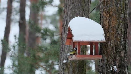 Hungry Birds Eat Food from Hanging Feeder on Winter Day Outdoors