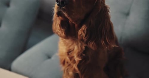 An Adorable Cocker Spaniel is Sitting Thoughtfully and Peacefully on the Couch While Looking Around
