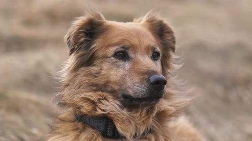 dog, pet, brown dog, cute, portrait, mixed breed, animal, loyal, outdoor, nature, close-up, best fri