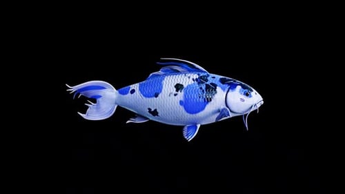 Schwimmen blaue Koi-Fische